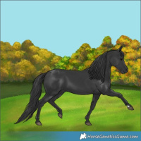 Horse Color:Black 