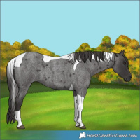 Horse Color:Smoky Blue Roan Tobiano 