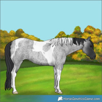 Horse Color:Blue Roan Tobiano 