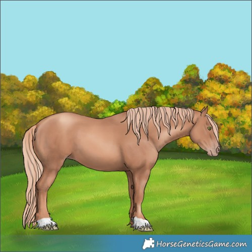 Horse Color:Gold Champagne