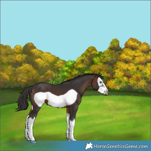 Horse Color:White Spotted Brown Splash Frame 