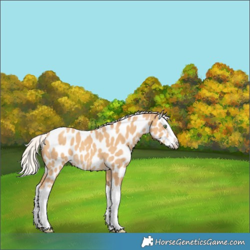Horse Color:White Spotted Silver Sable Cream Champagne Splash Appaloosa 