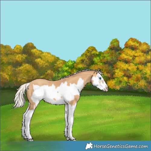 Horse Color:Silver Sable Cream Champagne Sabino Splash Frame 