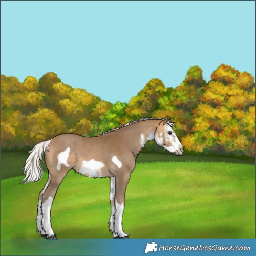 Horse Color:White Spotted Silver Buckskin Splash Frame 