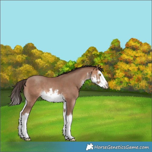Horse Color:White Spotted Sable Champagne Splash 