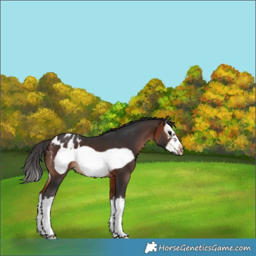 Horse Color:White Spotted Brown Splash Frame Appaloosa 