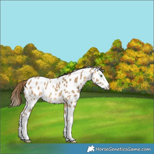 Horse Color:White Spotted Sable Cream Champagne Splash Appaloosa 