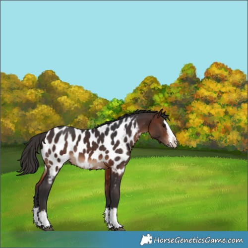 Horse Color:Brown Sabino Splash Appaloosa 
