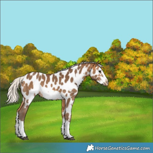 Horse Color:Silver Buckskin Sabino Splash Frame Appaloosa 