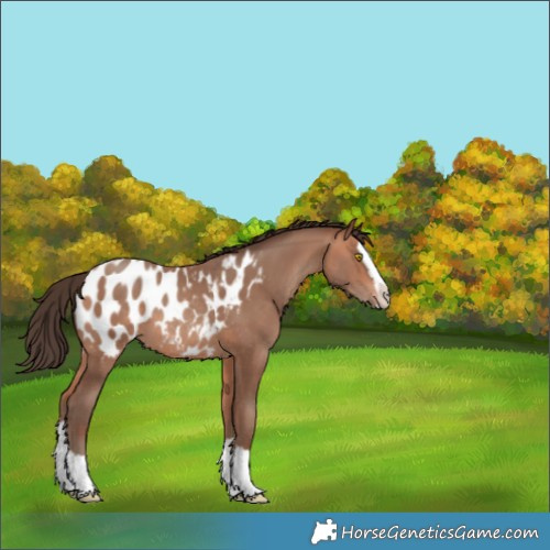 Horse Color:White Spotted Amber Champagne Splash Appaloosa 