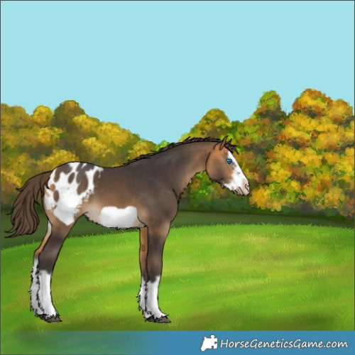 Horse Color:Buckskin Sabino Splash Frame Appaloosa 