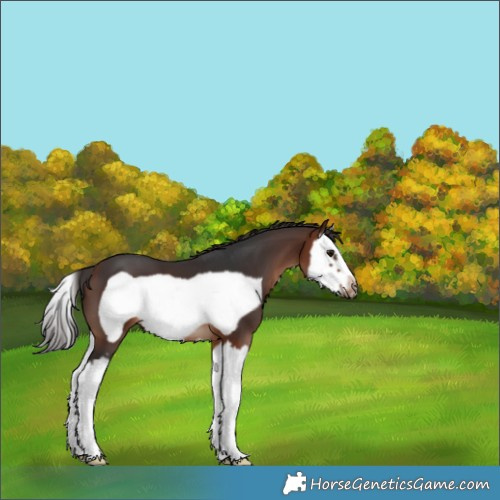 Horse Color:White Spotted Bay Splash Frame 
