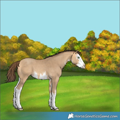 Horse Color:White Spotted Amber Cream Champagne Splash 