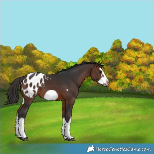 Horse Color:White Spotted Brown Splash Frame Appaloosa 