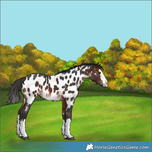 Horse Color:White Spotted Brown Splash Appaloosa 