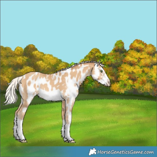 Horse Color:Silver Sable Cream Champagne Sabino Splash Frame Appaloosa 
