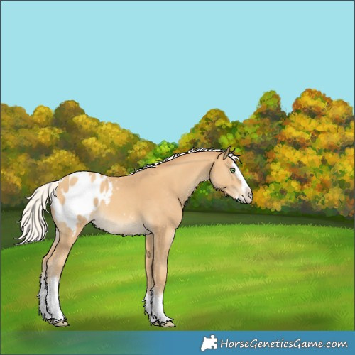 Horse Color:White Spotted Silver Sable Cream Champagne Splash Appaloosa 