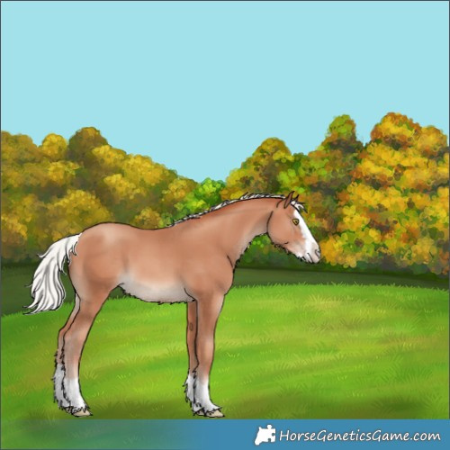 Horse Color:Silver Sable Champagne Sabino Splash 