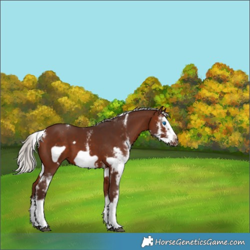 Horse Color:Silver Bay Sabino Splash Frame 