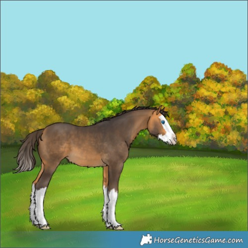 Horse Color:White Spotted Buckskin Splash 