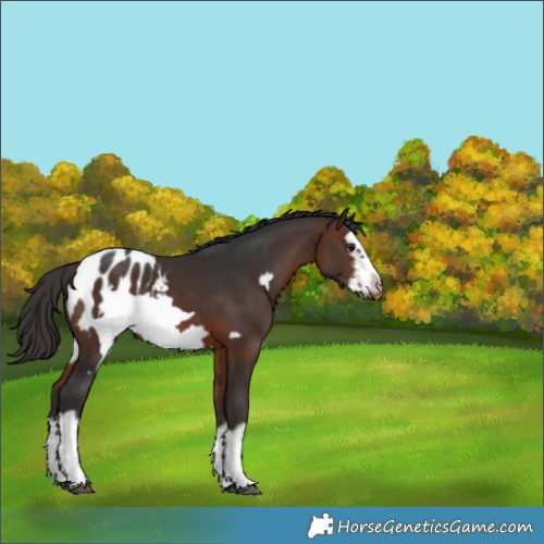 Horse Color:Brown Sabino Splash Frame Appaloosa 