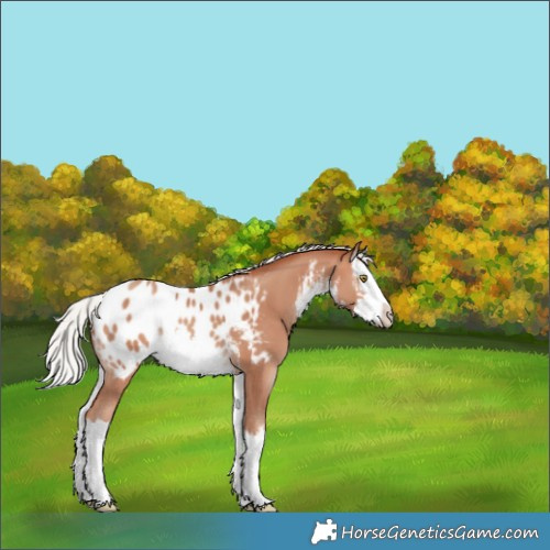Horse Color:White Spotted Silver Sable Champagne Splash Appaloosa 