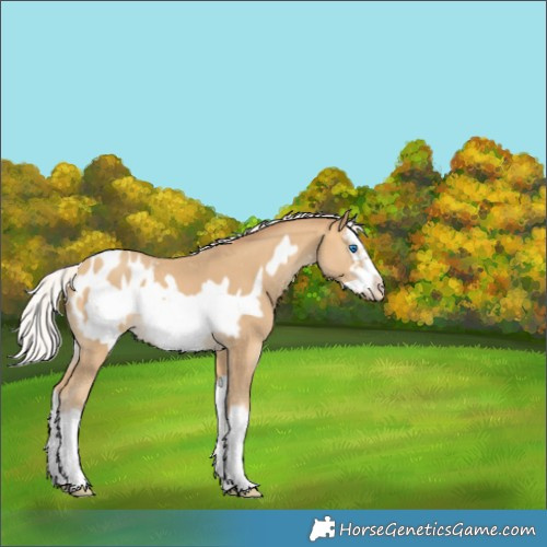 Horse Color:White Spotted Silver Sable Cream Champagne Splash Frame Appaloosa 