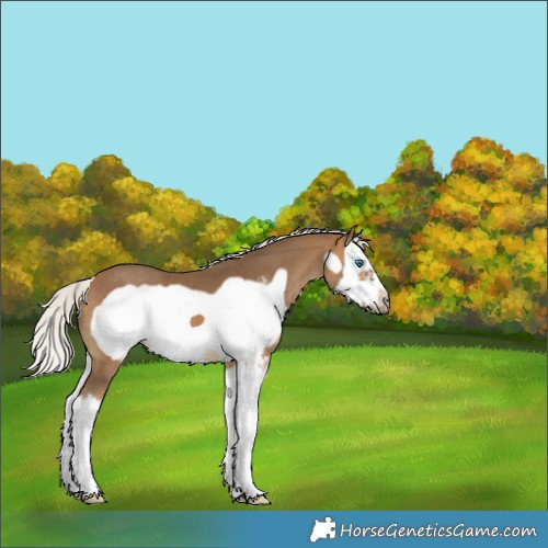 Horse Color:Silver Buckskin Sabino Splash Frame 