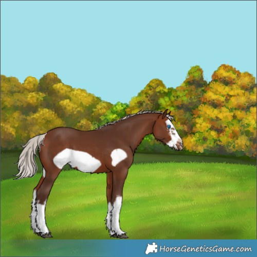 Horse Color:White Spotted Silver Bay Splash Frame 