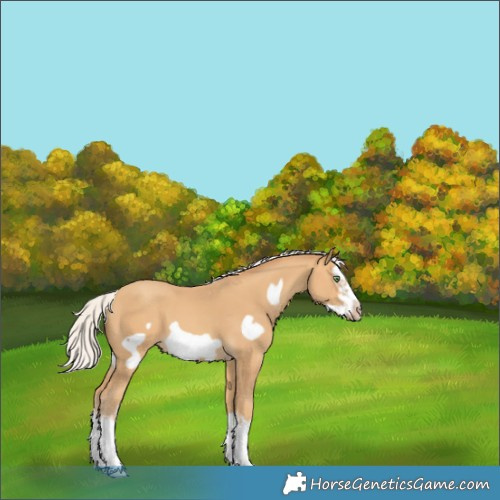 Horse Color:White Spotted Silver Amber Cream Champagne Splash Frame 