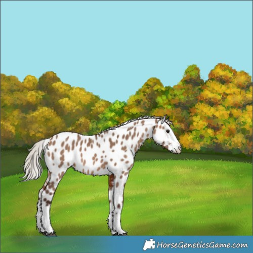 Horse Color:White Spotted Silver Bay Dun Splash Near Leopard 