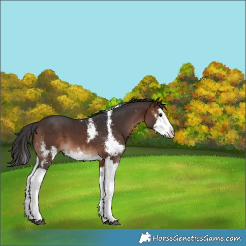 Horse Color:Brown Sabino Splash 