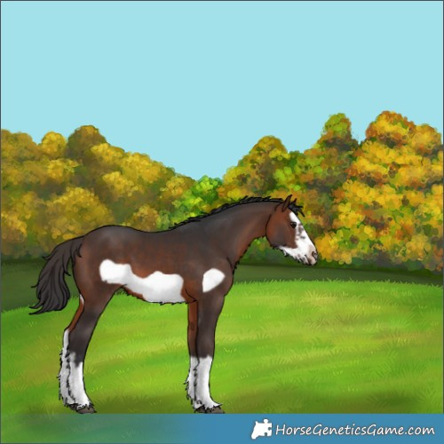 Horse Color:Brown Sabino Splash Frame 