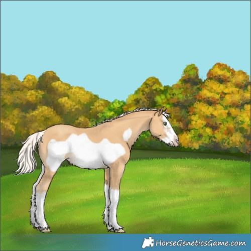Horse Color:White Spotted Silver Sable Cream Champagne Splash Frame 