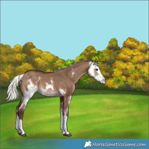 Horse Color:Silver Bay Dun Sabino Splash 