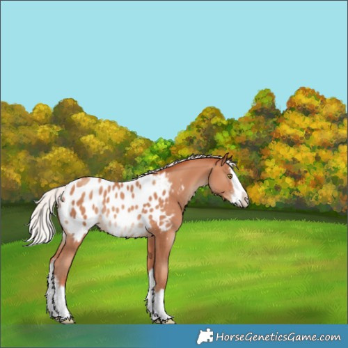 Horse Color:Silver Amber Champagne Sabino Splash Appaloosa 