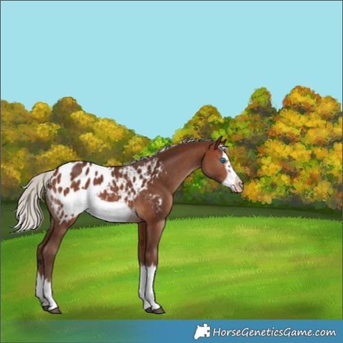 Horse Color:White Spotted Silver Bay Splash Frame Appaloosa 
