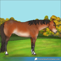 Horse Color:Bay and Bay