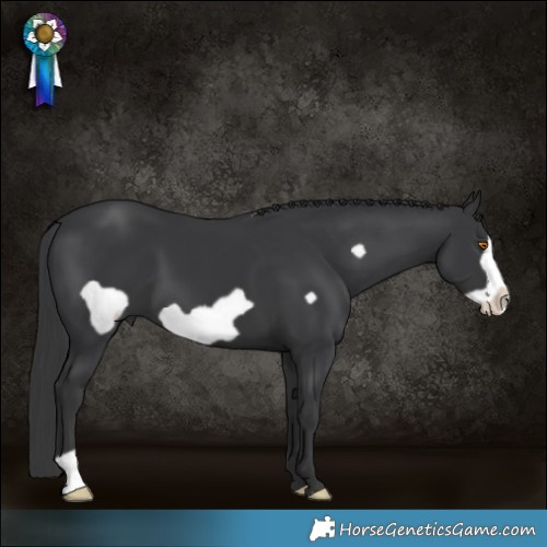 Horse Color:Black Frame 