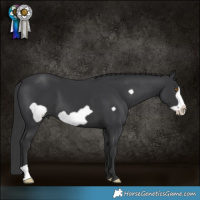 Horse Color:Black Frame 