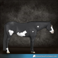 Horse Color:Black Frame 