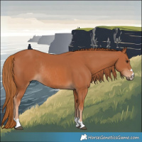 Horse Color:Chestnut Rabicano