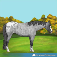 Horse Color:Blue Roan Appaloosa 