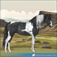 Horse Color:Black Tobiano Rabicano 