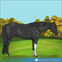 Horse Color:Black Tobiano Rabicano 