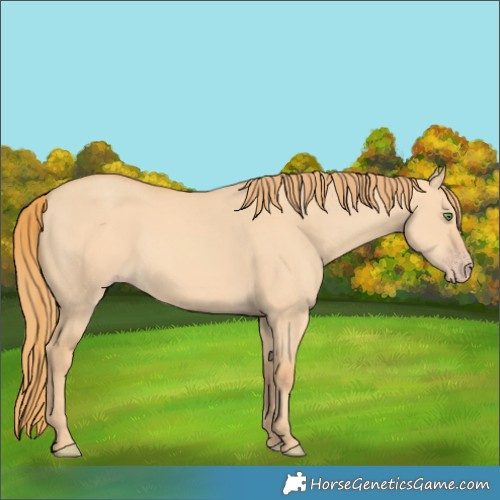 Horse Color:Gold Champagne Dun 