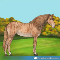 Horse Color:Chestnut and Gold Champagne