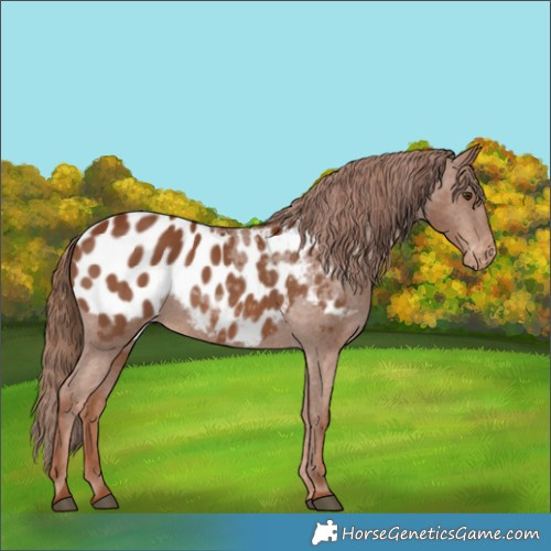 Horse Color:Chestnut Appaloosa