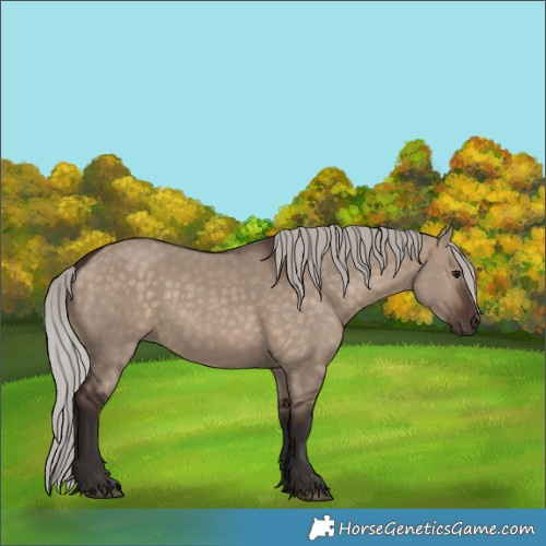 Horse Color:Silver Brown Dun