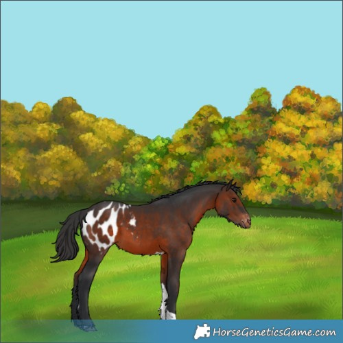 Horse Color:Brown Tobiano Appaloosa Rabicano 
